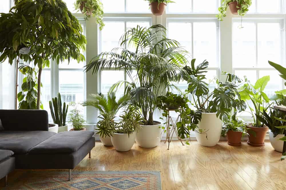 گیاه آپارتمانی کاج مطبق که برای بیماران سرطانی مفید است